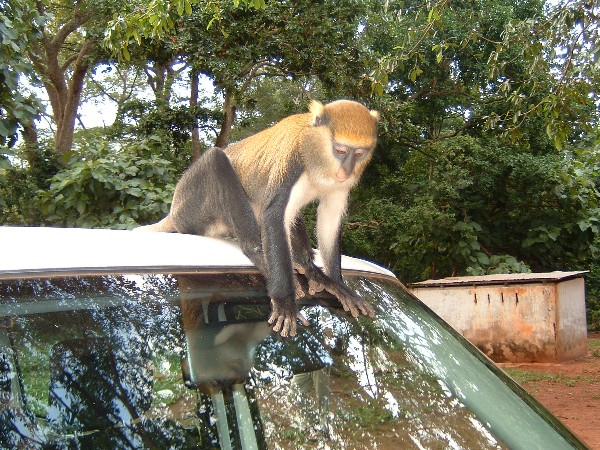 Monkey Inspects the Van